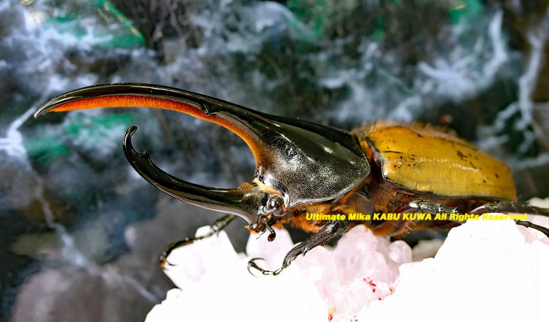 ヘラクレス・パスコアリ　標本　139mm ヘラクレス・パスコアリ 標本 139mm - メルカリ