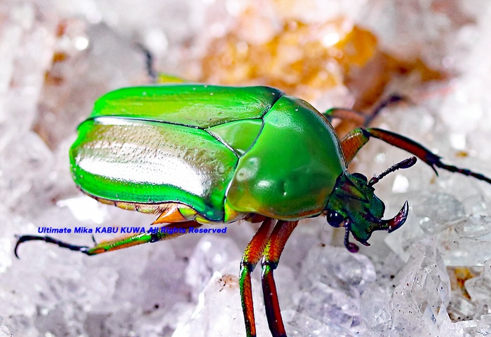 エチオピア産モンビロードツノカナブン40mm