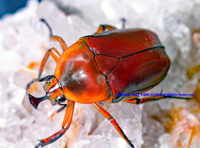 2019ǯWILD����Ρ���˾��WF1!! ��2019ǯ5��6�����¨�֥꡼�ɡ��������ĥΥ��ʥ֥�   �ץ���ʥ�åɡ�30mm��27mm No,4���ڥ������ʡ�