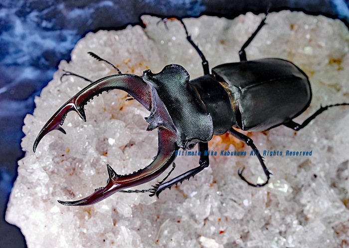 ミヤマ最大級の造形美!! 2020年9月孵化 CBF1 アクベシアヌスミヤマ 初2