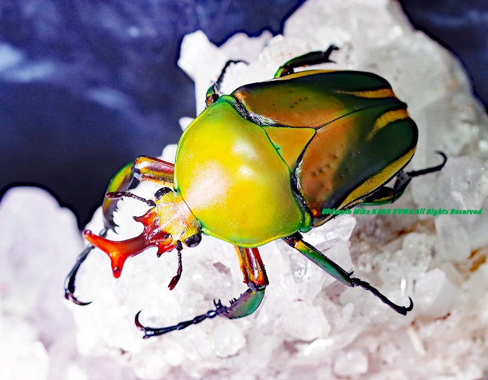 2020,10/28 新着WILD アフリカ・カメルーン便 中型の美麗種!! シュルツ