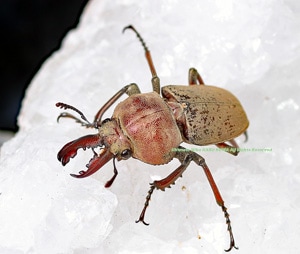 2019ǯWILD���������³��!!��2020ǯ10���۲���WF2 Luxury��Limitation Ķ�����!!���ϥ��������塞������2��3Ƭ