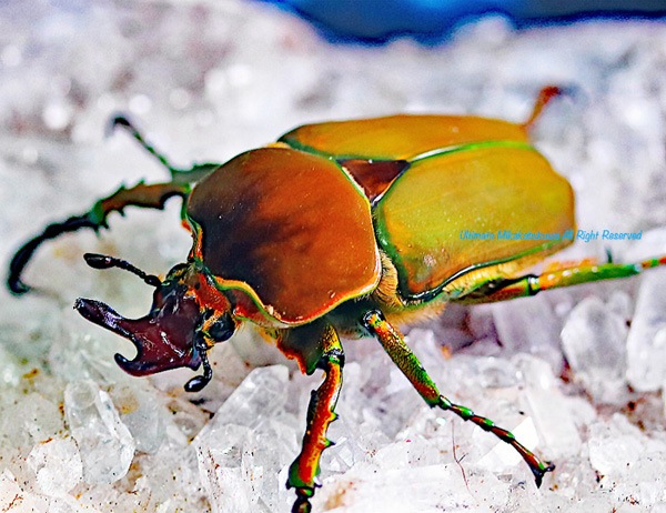 エチオピアの至宝・美麗種!! 2021年10月孵化 カショウスキィウェルナー