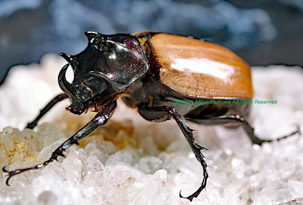 2019年WILDからの史上初の羽化 2020年10月羽化 WF1 雲南省産 スキット