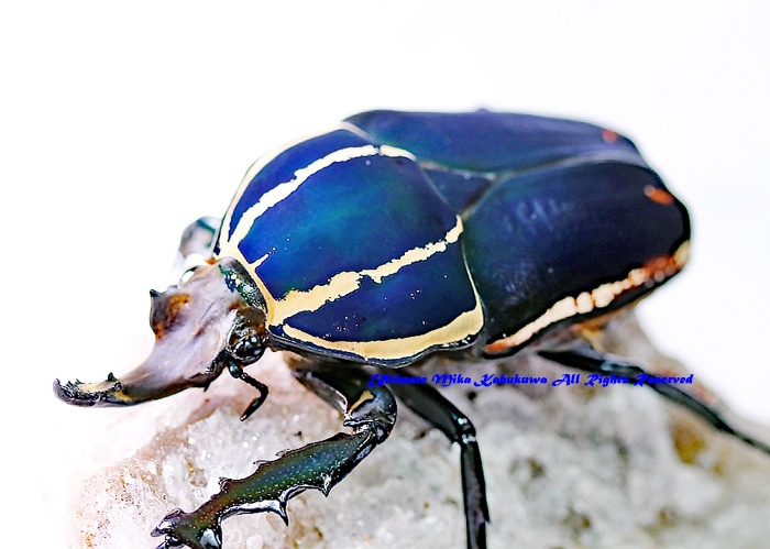 ウガンダウガンデンシスパープル、ブルー3頭