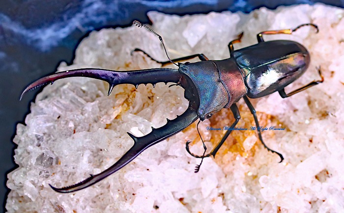 2021,2/7 新着WILD 復活!!インドネシア便 最強の美しさワイルドブルー