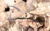 2021,2/7 ����WILD ����!!����ɥͥ����ء�����������ɥ��顼���᥿��ե���ۥ������� ��83mm �ڥ� ����