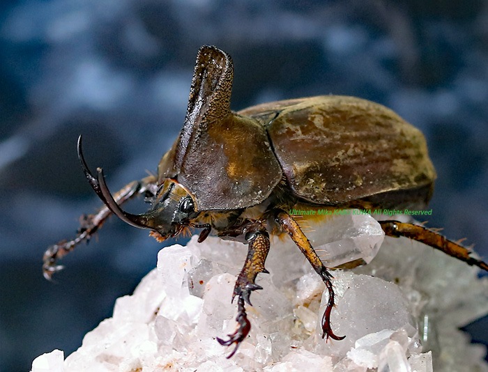 2019年WILDからの待望のWF1 2021年1月羽化 未後食 オハウスビロード