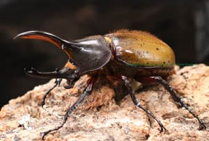 2017年WILDからの累代継続中 伝説のベネズエラ産 WF2 ヘラクレス