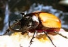 2019ǯWILD����λ˾��α�����2021ǯ1��2�����WF1 ����ʻ��������������餷�����ڥ������Τ������פ��ޤ��������åȥ��ۥ�ĥΡ�����!!��71mm+2���� ����