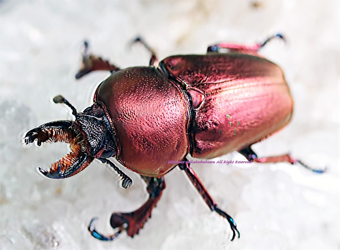 オータニ昆虫館　カマキリダーター オータニ昆虫館 カマキリダーター オータニ昆虫館 カマキリダーター