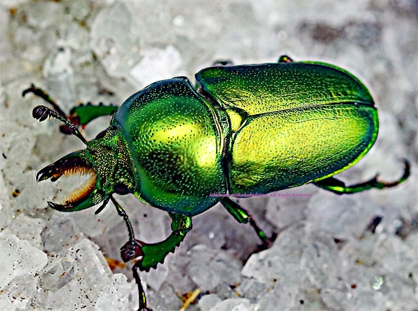 宝庫オーストラリアの美麗種!! 2021年2月羽化 CBF2 グリーン!! インス