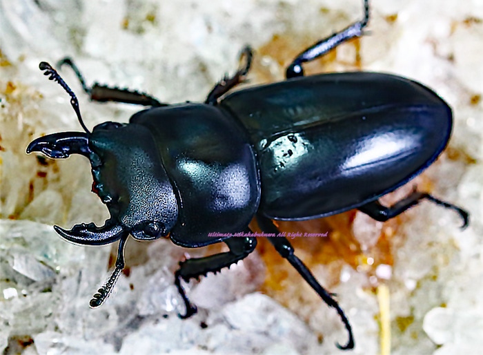 ベトナムの超希少種 2021年3月羽化 CBF3 サワイコクワ ♂41mm♀35mm