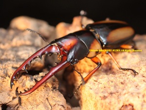 20214/14 新着WILD アフリカ・カメルーン便 美麗種!! サバゲ