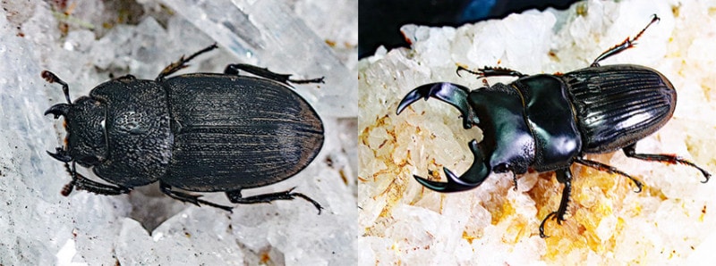 珍品 アイドネウスヒサシサイカブト ペア 47mm 41mm 2025paskoww91-1