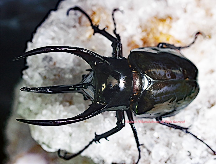 アトラスオオカブト　昆虫標本　雄雌セット アトラスオオカブト 昆虫標本 雄雌セット 【公式通販】