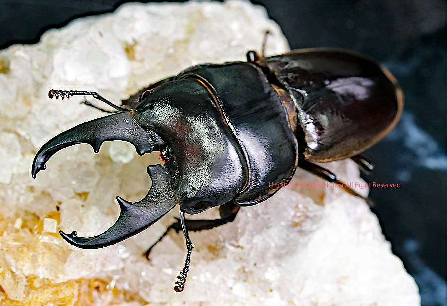 2021 4/17 新着WILD インドネシア便 画像の素晴らしい個体をお送り致し