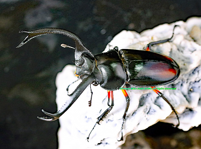 2019年WILDから累代継続中!! 2021年4月孵化 超美麗の種親♂スーパー