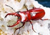 2019ǯWILD���������³�桡����ɤ�Ķ�����!!  2021ǯ4�����WF2  ���ƥ��ǥ󥿥ꥹ�ۥ�����35mm �ڥ�