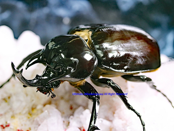 ブラジル産　ギアスゾウカブト　原名亜種　現在では入手困難 100mm ブラジル産 ギアスゾウカブト 原名亜種 現在では入手困難 100mm 【公式