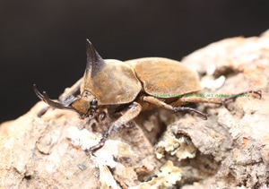 2016年WILDから累代継続中 南米エクアドル産 黄金のコフキ!! ベルティ