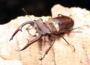 待望の新成虫 超美麗種!! 四川省産 2021年の8月からブリード可