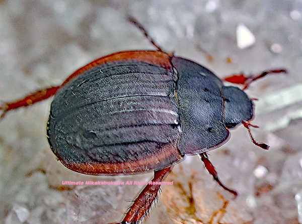 2019年WILDから累代継続中!! 2021年6月羽化 WF2 ウスチャヘクソドン フリーサイズペア Ultimate Mika