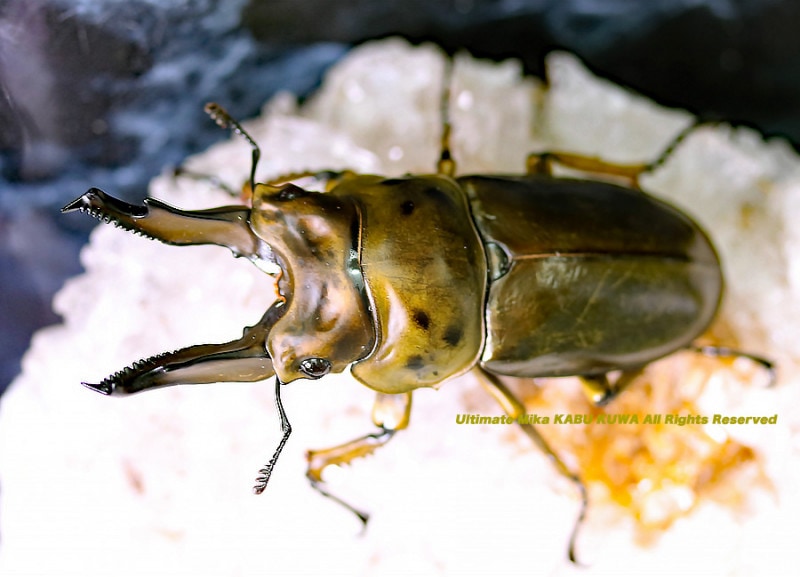 ババオウゴンオニ幼虫10頭即決サービス付き