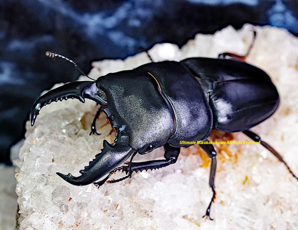 2021,8/17 新着WILD 2年振り復活!! タイ便 インドヒラタ No,2 ♂75mmUP