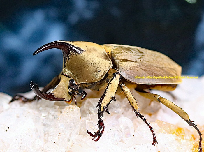 メキシコ産ゾウカブト　  122mm　メキシコでは特大 メキシコ産ゾウカブト 122mmメキシコでは特大