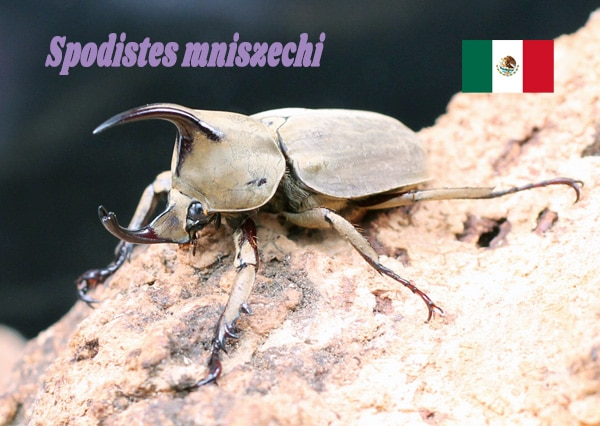 2021年WILDからの メキシコ産 乾くとゴールドになるコフキ!! ムニスゼッチビロードヒナカブト 初2令1頭