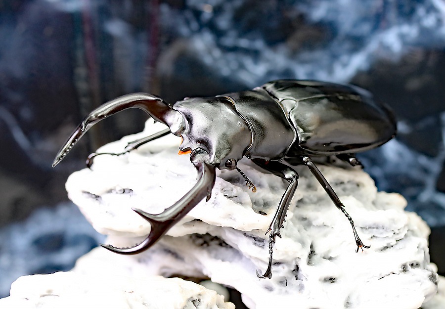 ナカジ　ウエストウッディ　カズミアエ　ミャンマー産　野外品　79.2ミリ 2021,9/10 新着WILD ミャンマーカチン便 最高峰!! ウエストウッディ
