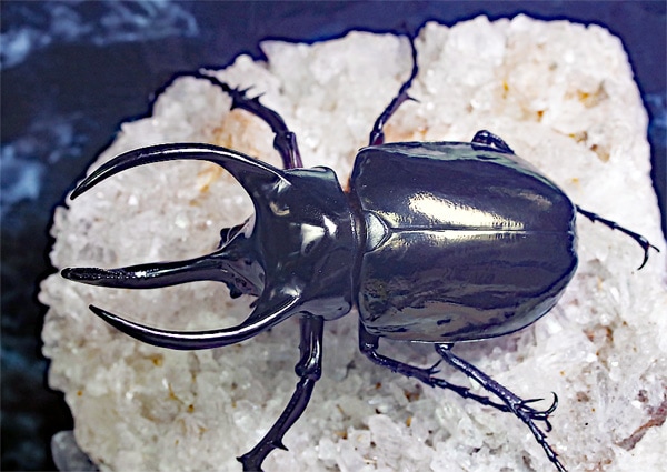 2021,9/11 新着WILD ラオス便 初入荷!!アトラスオオカブト・マンテツ