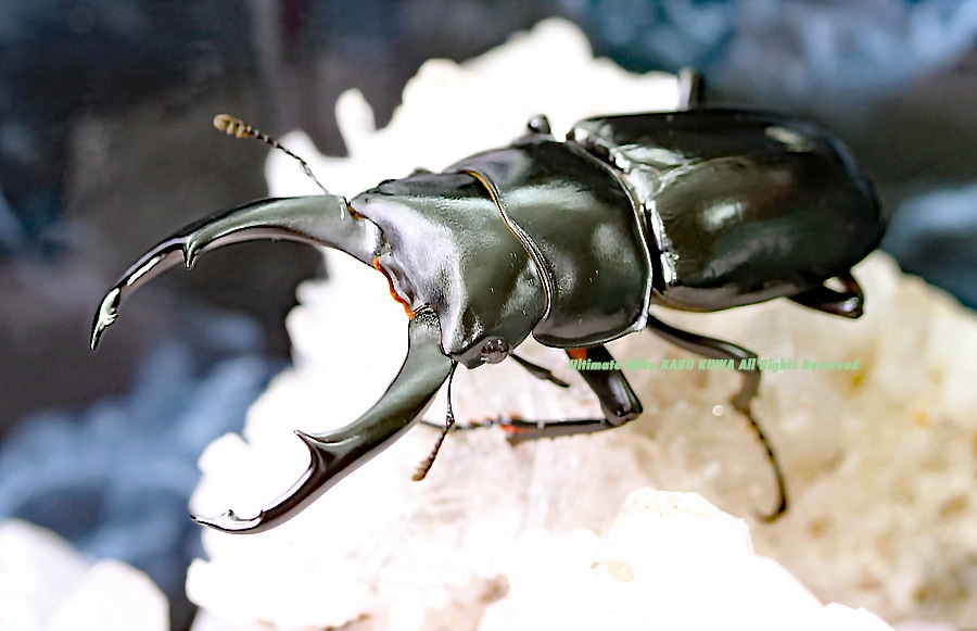 新種　極美　カタゾウムシ 新種 極美 カタゾウムシ