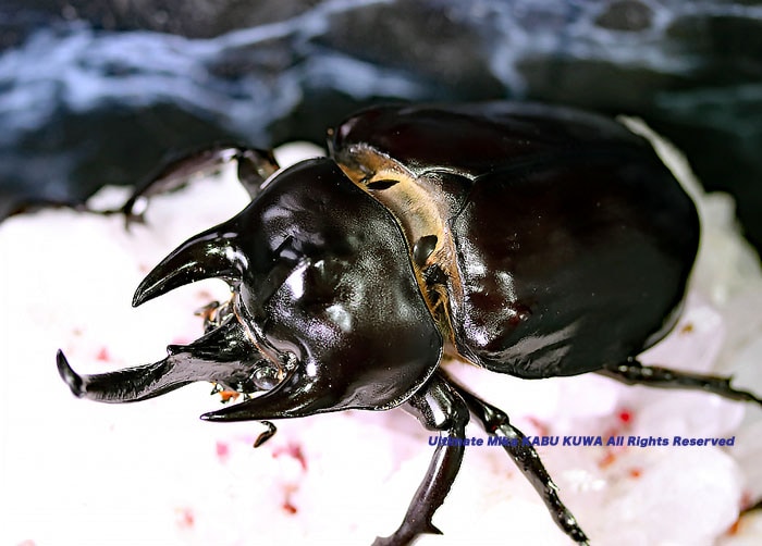 【標本】レックスゾウカブト　ペルー産　115.1ミリ　野外品 標本】レックスゾウカブト ペルー産 115.1ミリ 野外品