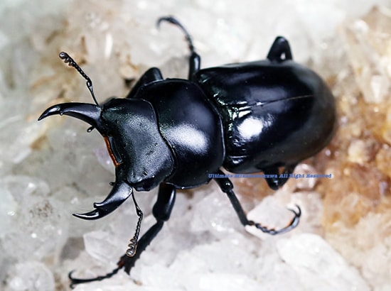 P.Neguse ネグセ 子株 ビカクシダ コモスポ GS-w 2022,1/4 新着WILD