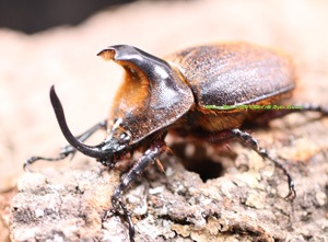 2022,1/2 新着WILD 激震・3年振り導夢!! 南米ペルー便