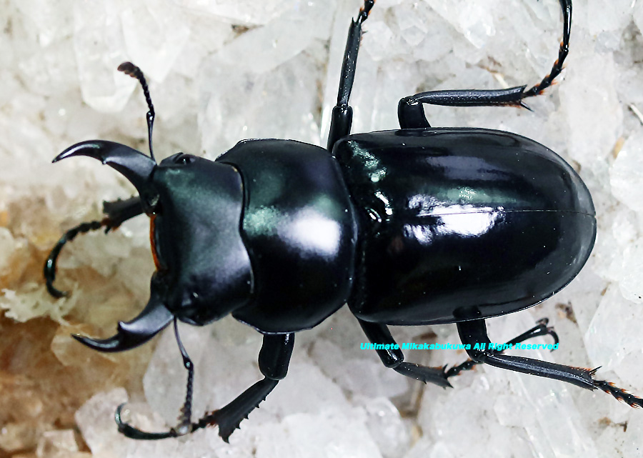 2022,1/29 新着WILD 中国便 ドルクス シネンシス コンコロール No,6