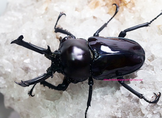 ニジイロクワガタ　美品 0000000060382_OAEN9Hw.jpg