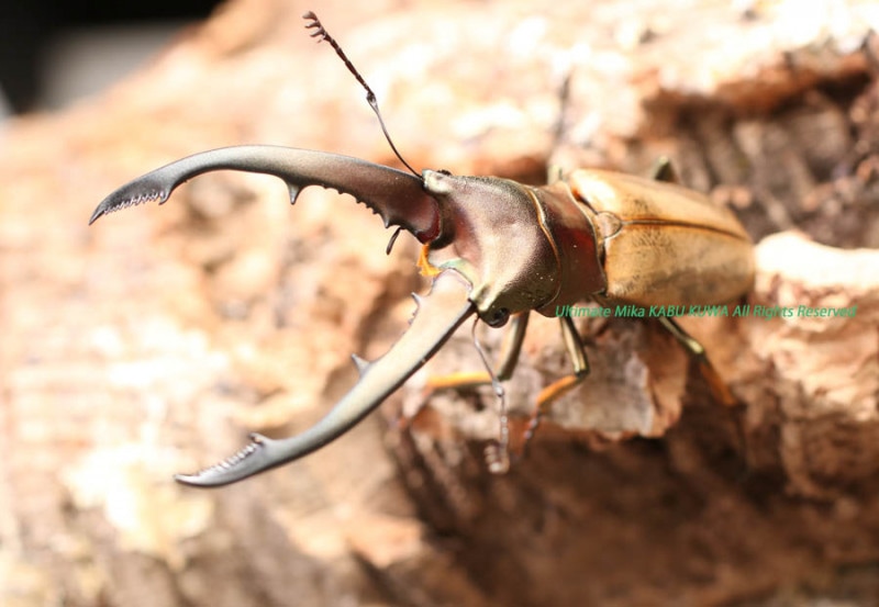 2019ǯWILD���������³��!!��2022ǯ1���۲���WF3  ��󥿥ͥ륹�ۥ���������2��4Ƭ