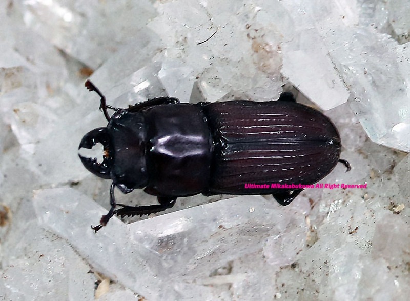 ブラジル産　デュポンカラカナヒナカブト　28mm 2024,8/20 新着WILD インド・アルナーチャル便 キクノコクワ No