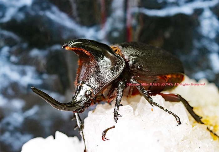 2022ǯWILD���顡���ƥ������ɥ뻺!! 2022ǯ5���۲���WF1�����硼����إ꡼�إ�ť� ��2��3Ƭ