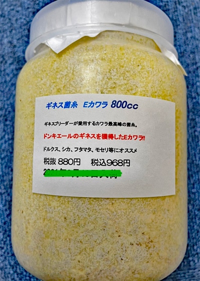 激安特価!!9/4入荷。品不足です。ドルクス&中型色虫のギネス