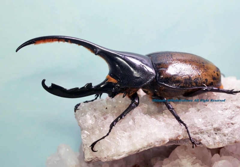 2022,6/25 新着WILD NEW激震浅草導夢!! 新規開拓・南米ペルー便