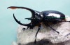 2022,6/25 ����WILD NEW�������Ƴ̴!! �����������ƥڥ롼�� DynastesĶ������� �ͥץ��塼�󥪥����֥� No,2����115mmñ��