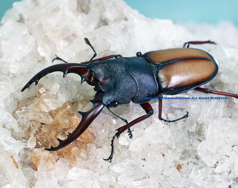 タンザニア産　ウムハンノコギリクワガタ　63mm 31mm タンザニア産 ウムハンノコギリクワガタ 63mm 31mm <0829z昆虫