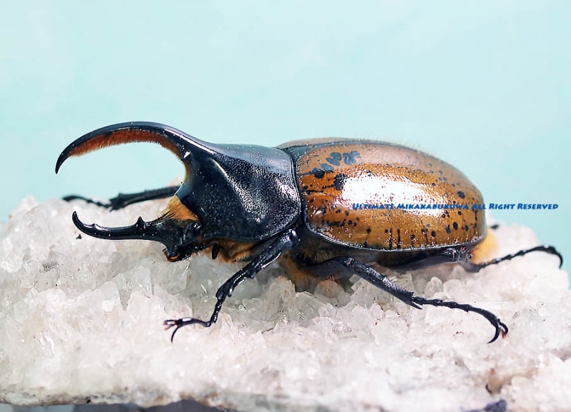 1円～レア種コンプ　カブトエビ５種セット　スペイングリーン・世界最大種・ブラックビューティー・ベニカブト・アメリカカブトエビレッド  激レア種！世界最大のカブトエビ スペイン産グリーンタイプ 専用飼料付