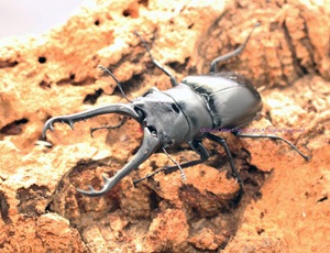 ギラファノコギリクワガタ 原名亜種 成虫ペア タイ産 95ミリアップペア（♀A-）☆インドネシアWild☆ギラファノコギリ亜種