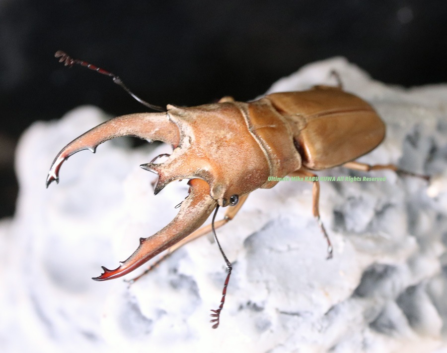 2022,7/12 新着WILD 豪華絢爛浅草導夢!! マレーシア便 ルニフェルホソアカNo,1 ♂48mm♀21mm Ultimate