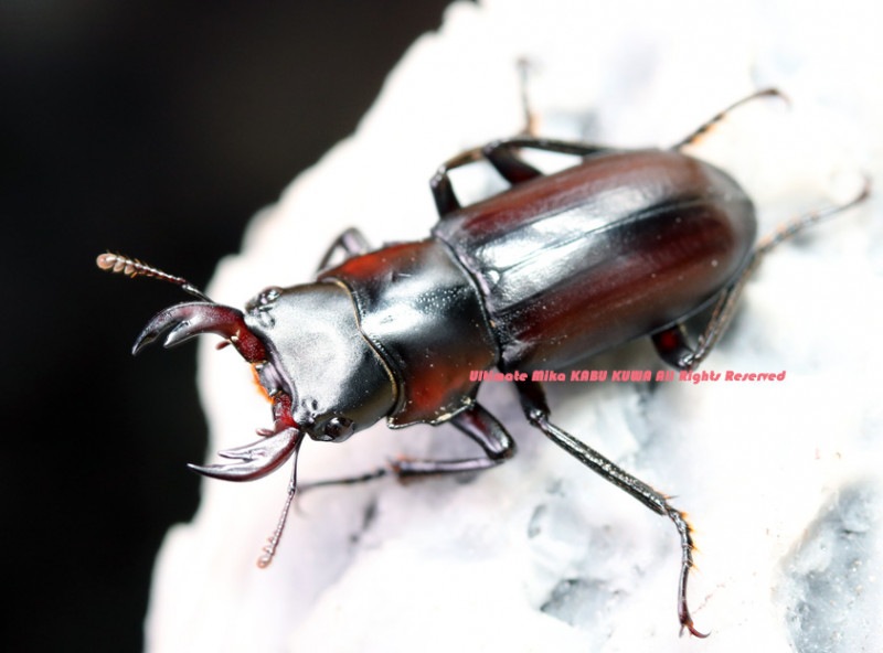 2022,7/26 新着WILD 豪華絢爛!!全9種ミャンマーカチン便 アカ